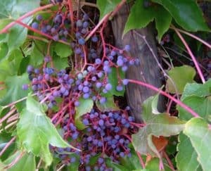 Parthenocissus tricuspidata 'Veitchii fruits' Parthenocissus tricuspidata 'Veitchii fruits'