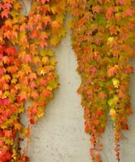 Boston Ivy - Parthenocissus tricuspidata 'Veitchii'