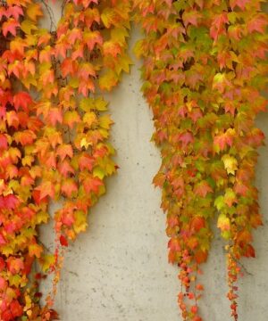 Boston Ivy - Parthenocissus tricuspidata 'Veitchii'