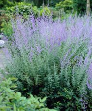 Russian Sage - Perovskia atriplicifolia