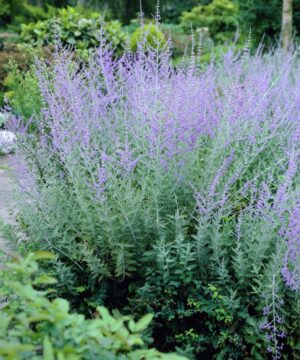 Russian Sage - Perovskia atriplicifolia