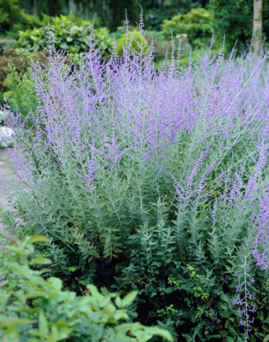 Russian Sage - Perovskia atriplicifolia