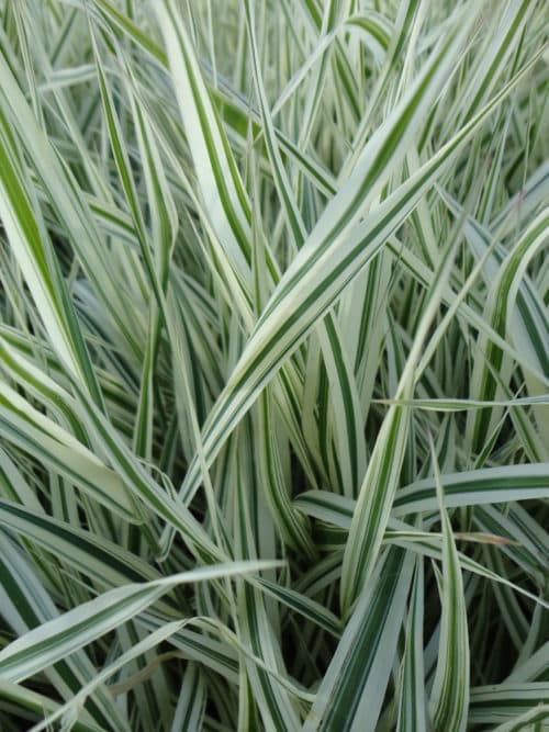 Variegated Ribbon Grass - Phalaris arundinacea 'Picta'