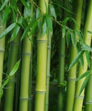 Incense Bamboo - Phyllostachys atrovaginata