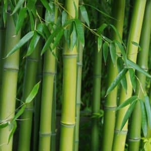 Phyllostachys atrovaginata culm and leaves 300x300 - Order Plants Now