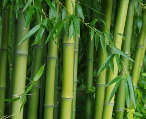 Incense Bamboo - Phyllostachys atrovaginata