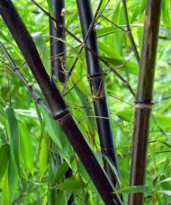 Black Bamboo - Phyllostachys nigra