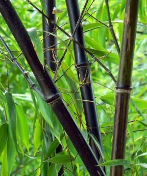 Black Bamboo - Phyllostachys nigra