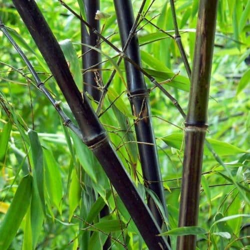 Black Bamboo - Phyllostachys nigra