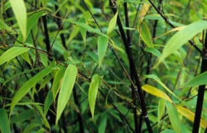 Phyllostachys nigra leaves Phyllostachys nigra for sale Canada