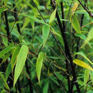 Phyllostachys nigra for sale Canada