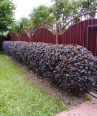 Physocarpus opulifolius 'Monlo' (DiaboloTM)