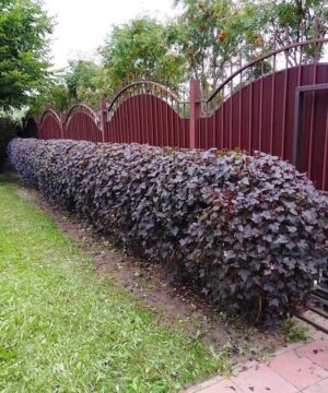 Physocarpus opulifolius 'Monlo' (DiaboloTM)