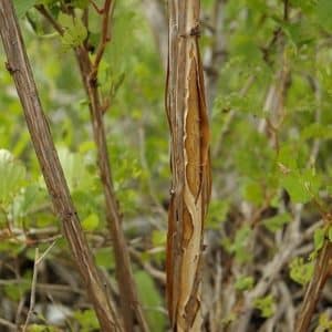 Physocarpus opulifolius 'Nugget' Dwarf Gold leaf Ninebark