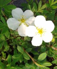 Potentilla fruticosa 'Abbotswood' flower in bloom