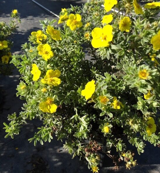 Potentilla fruticosa 'Goldstar' Potentilla fruticosa 'Goldstar'