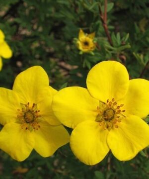 Potentilla fruticosa 'Goldstar'