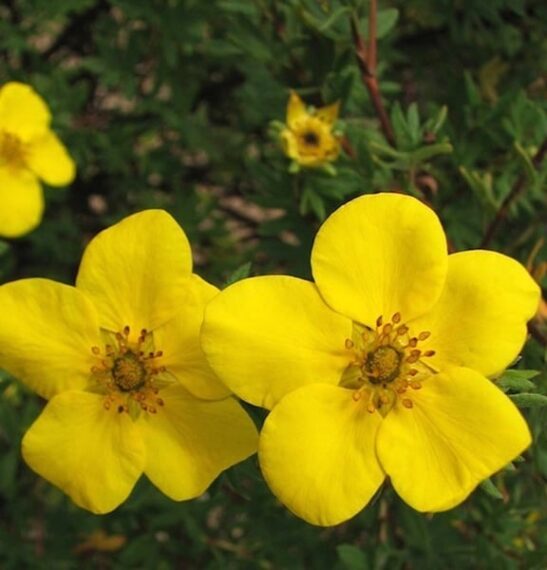 Potentilla fruticosa 'Goldstar flower' Potentilla fruticosa 'Goldstar'