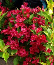 Weigela florida 'Red Prince'
