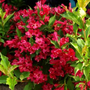 RED PRINCE WEIGELA 300x300 - Order Plants Now