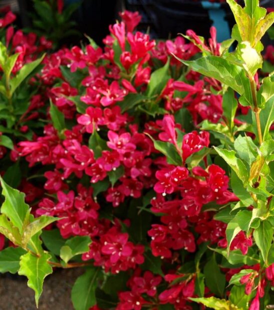 RED PRINCE WEIGELA