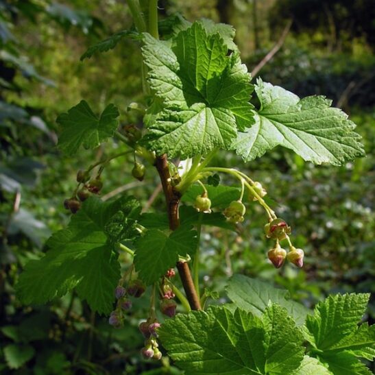Ribes nigrum - Blackcurrant bush in bloom Ribes nigrum - Blackcurrant bush in bloom