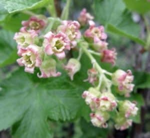 Ribes nigrum flowers Ribes nigrum flowers