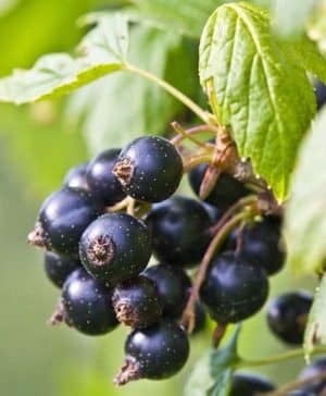 Ribes nigrum fruit