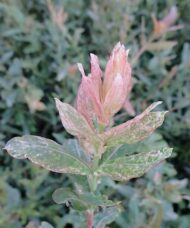 Dappled Willow - Salix integra 'Hakuro Nishiki' foliage