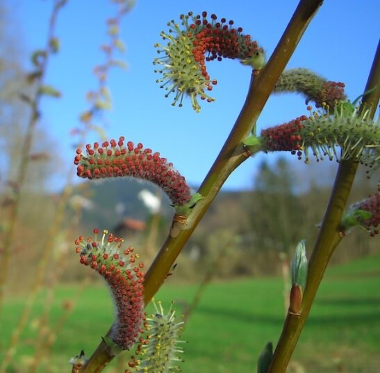 Salix purpurea 'Nana' catkins Dwarf Arctic Willow - Blue leaves willow
