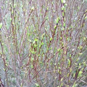 Salix purpurea 'Nana' Dwarf Arctic Willow