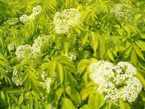 Sambucus canadensis 'Aurea flower' Sambucus canadensis 'Aurea flower'