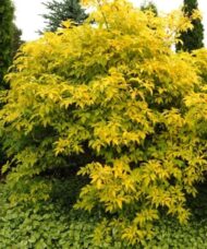 Golden Elder - Sambucus canadensis 'Aurea' habit
