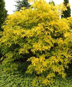 Golden Elder - Sambucus canadensis 'Aurea' habit