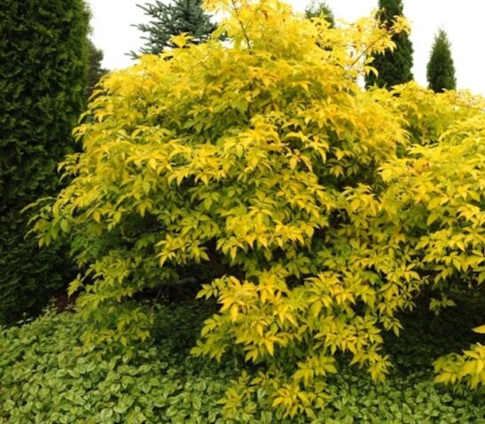 Golden Elder - yellow leaves Elderberry Golden Elder - Sambucus canadensis 'Aurea' habit