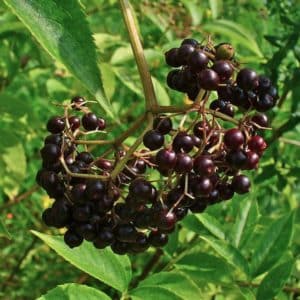 American Elderberry - Sambucus canadensis fruit