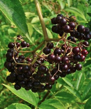 American Elderberry - Sambucus canadensis fruit