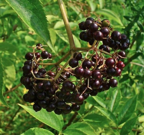 American Elderberry - Sambucus canadensis fruit