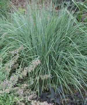 Little Bluestem - Schizachyrium scoparium