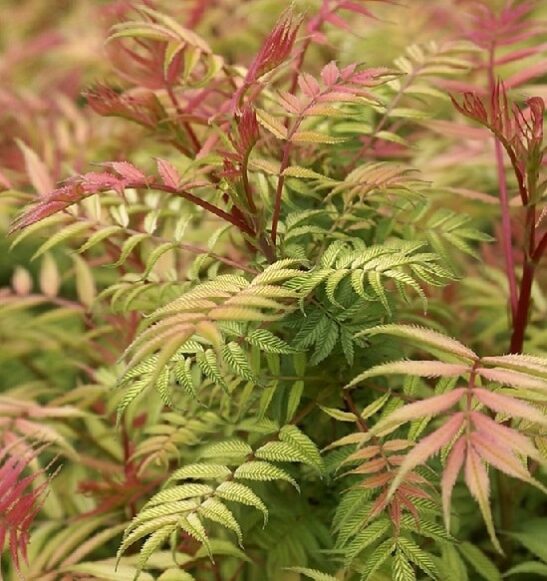 Sorbaria_sorbifolia-sem-leaves sorbaria-sorbifolia-sem leaves