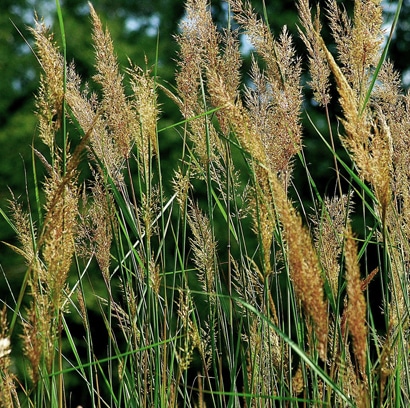 Indian grass in bloom - Sorghastrum nutans-