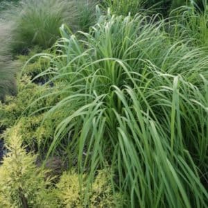 Prairie Cordgrass - Native Grass Canada - Spartina pectinata