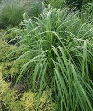 Prairie Cordgrass - Native Grass Canada - Spartina pectinata