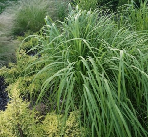 Prairie Cordgrass - Native Grass Canada - Spartina pectinata