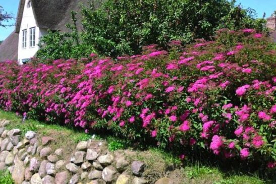 Spiraea_japonica_Anthony-Waterer-planting Hedge of Red Spirea with crimson blooms.