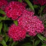 Red Spirea - Spiraea japonica 'Anthony Waterer' flowers