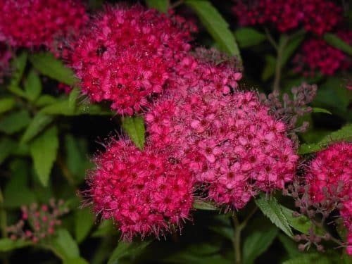 Red Spirea - Spiraea japonica 'Anthony Waterer' flowers