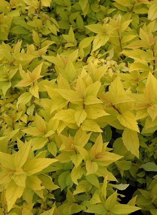 Gold Mound Spirea Spirea Japonica Goldmound CANADA gold-mound-spirea-spirea-japonica-goldmound-canada
