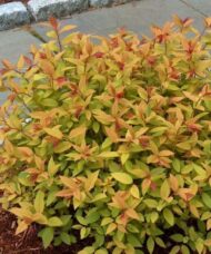 Spiraea x bumalda 'Goldflame'