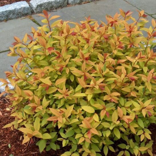 Spirea-gold-flame-habit